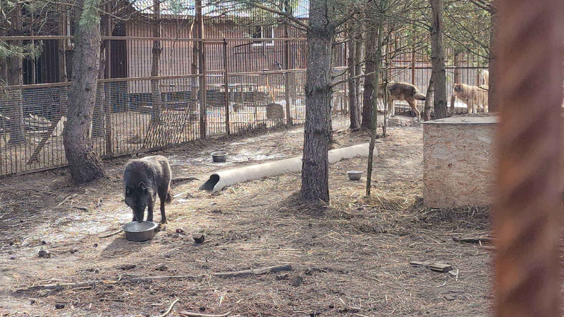 приют, волонтеры, благотворительность,