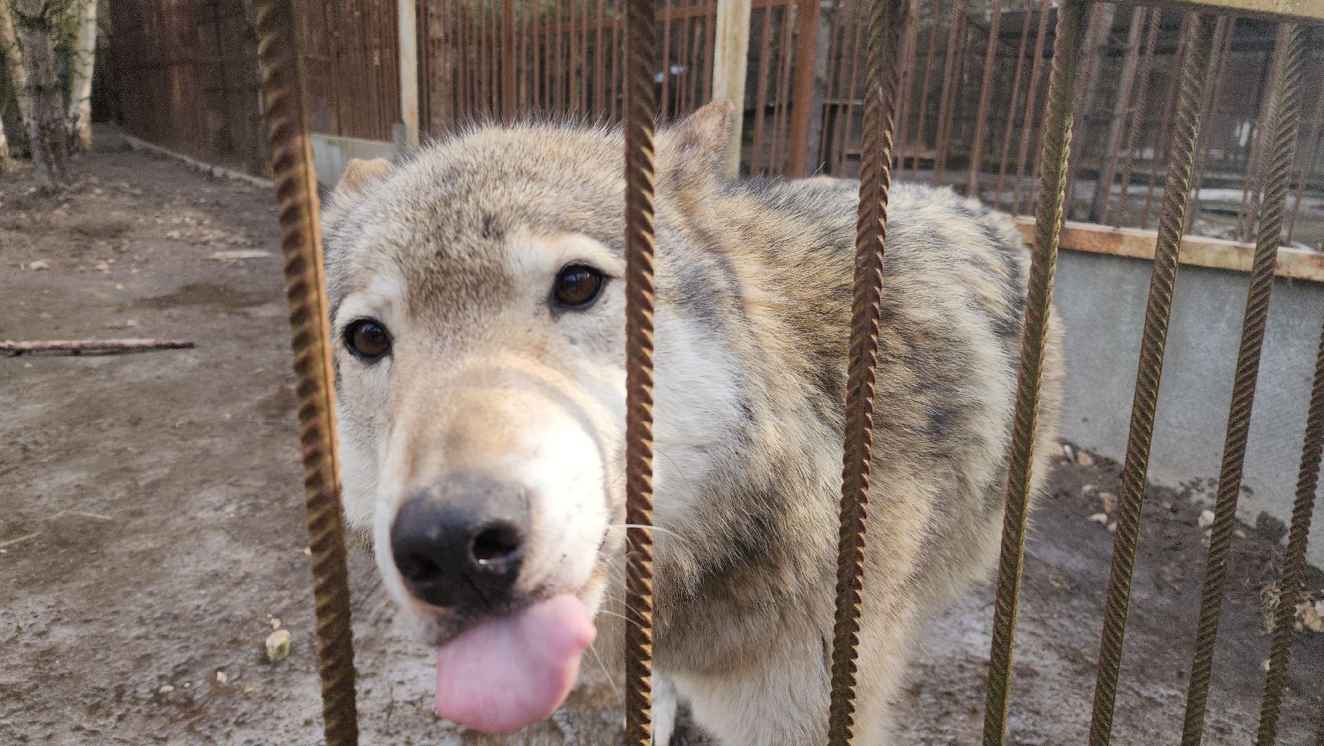 приют, волонтеры, благотворительность,