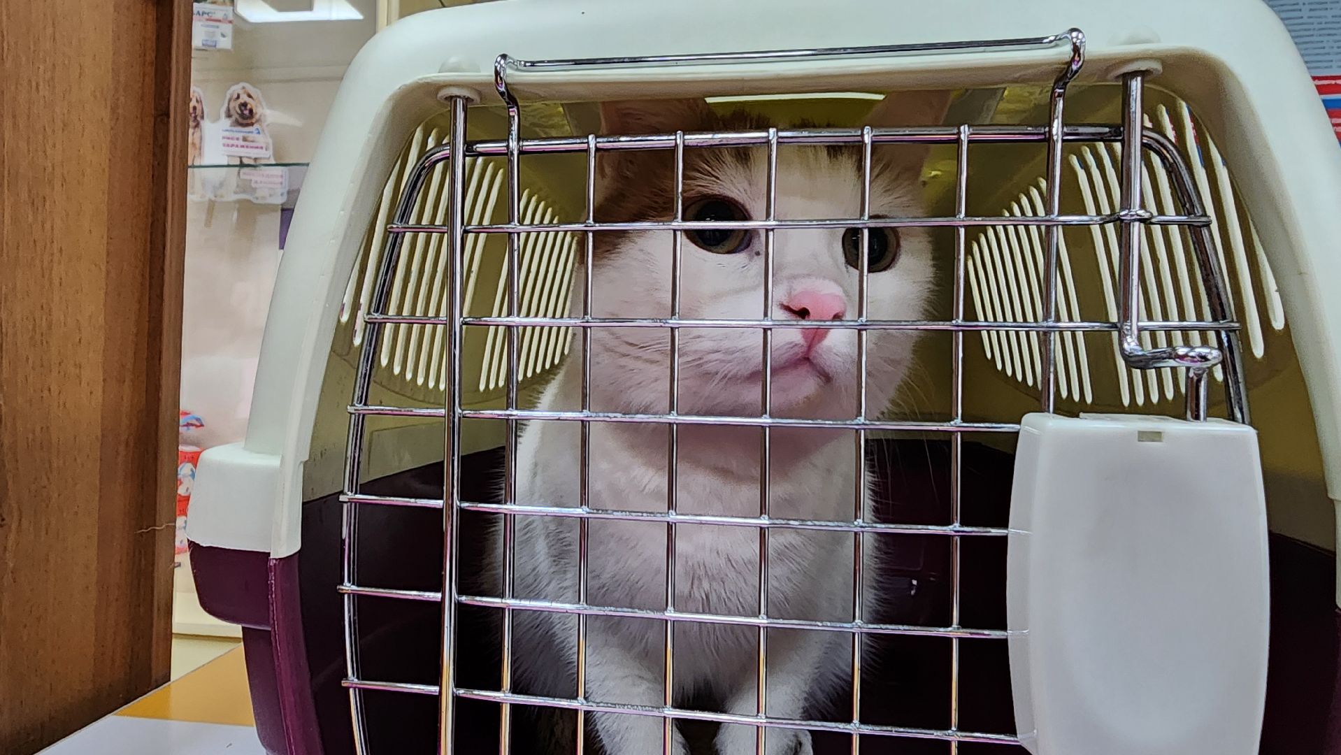 ступино, вакцианация от бешенства, ветеринария, медицина,