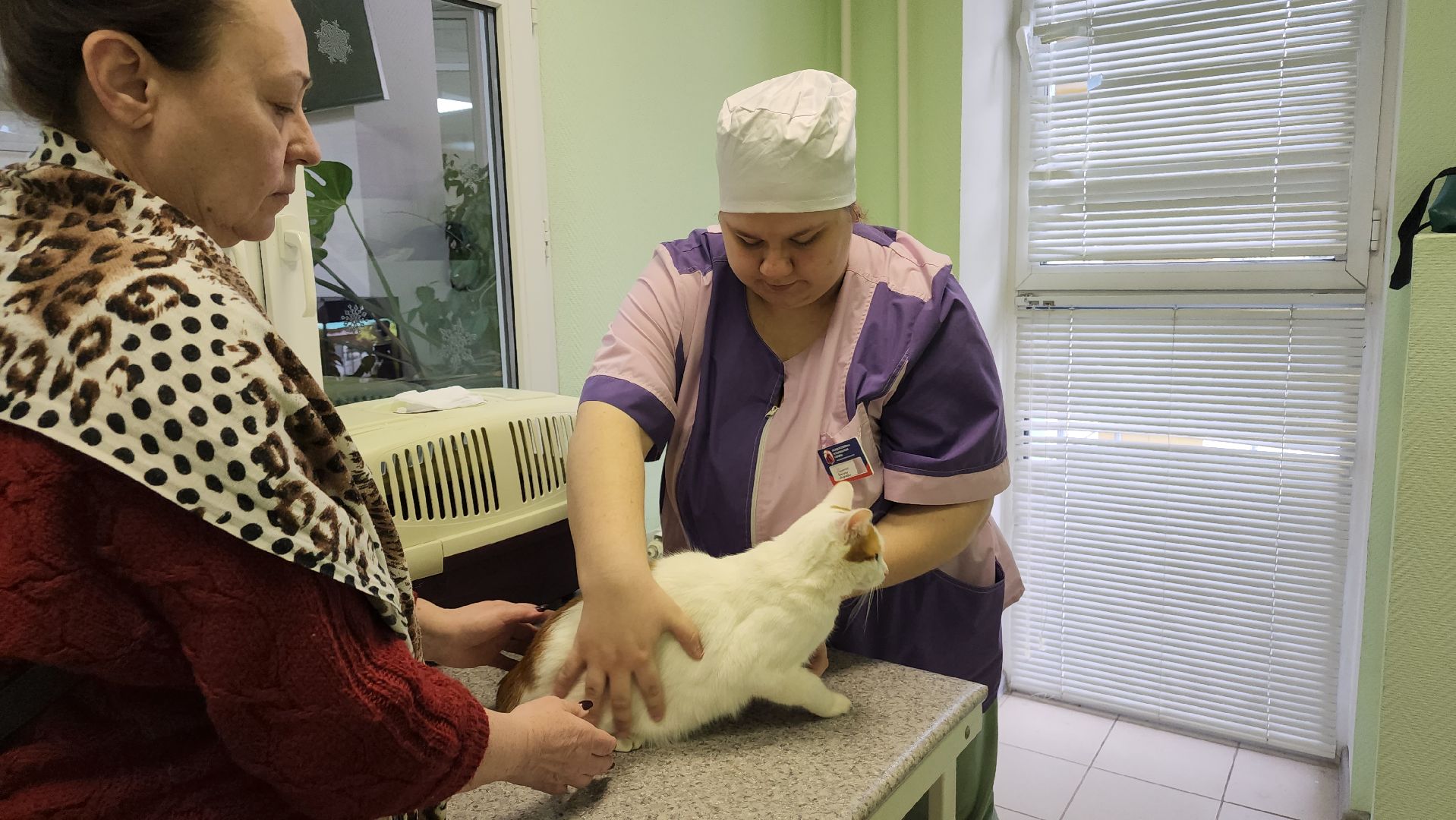 ступино, вакцианация от бешенства, ветеринария, медицина,