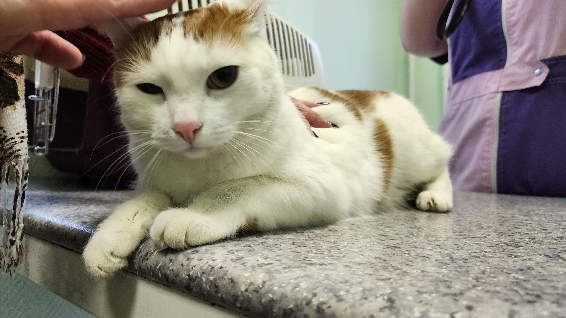 ступино, вакцианация от бешенства, ветеринария, медицина,