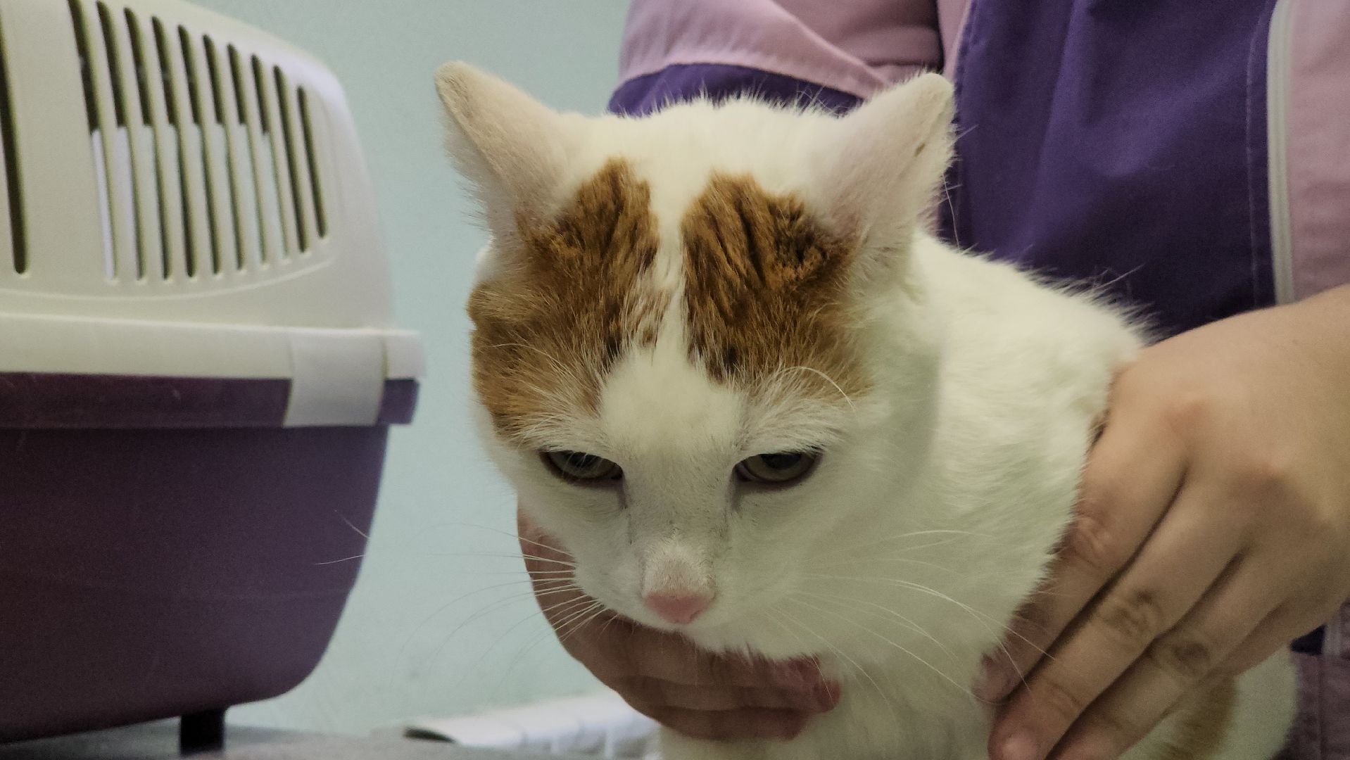 ступино, вакцианация от бешенства, ветеринария, медицина,