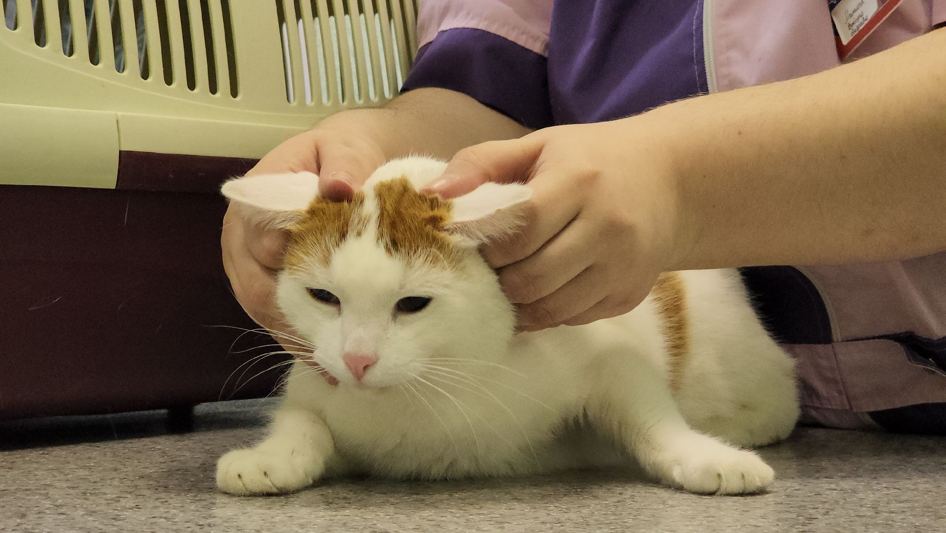 ступино, вакцианация от бешенства, ветеринария, медицина,