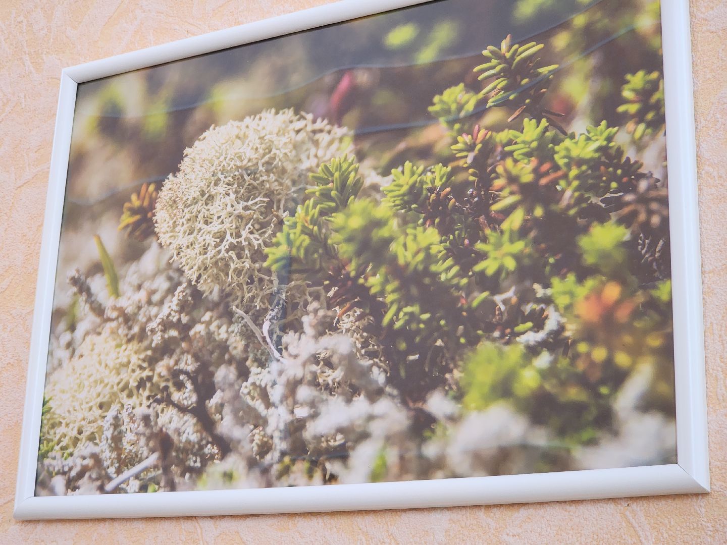 фотовыставка, ликино-дулево, орехово-зуевский округ,