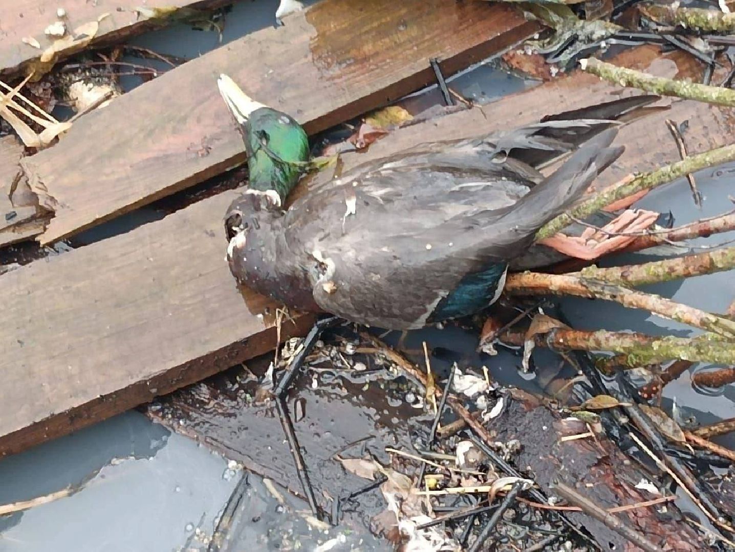 река вьюнка, балашиха, новый милет, экология,