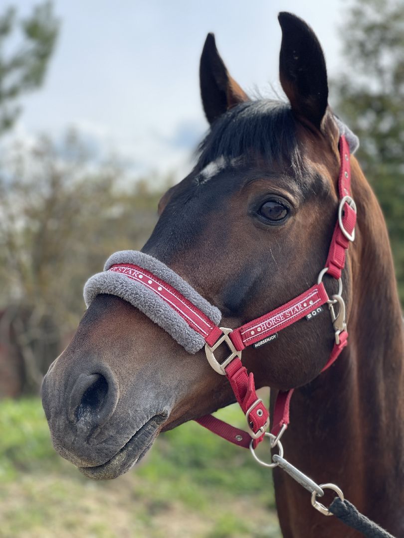 конный спорт, Одинцово, Кобяково, соревнования, конкур, Юникорн, Maxima,