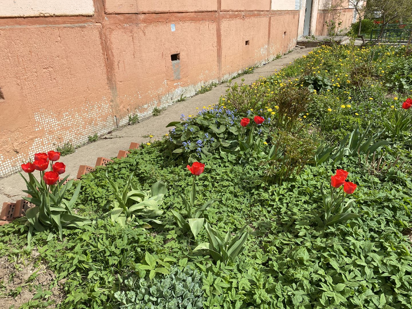 Чехов, благоустройство, жители, цветы, подъезд