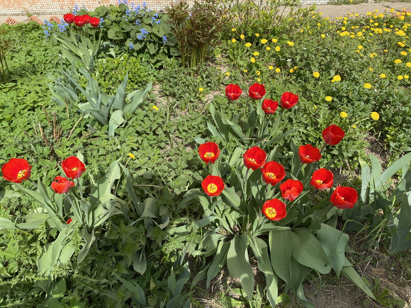 Чехов, благоустройство, жители, цветы, подъезд
