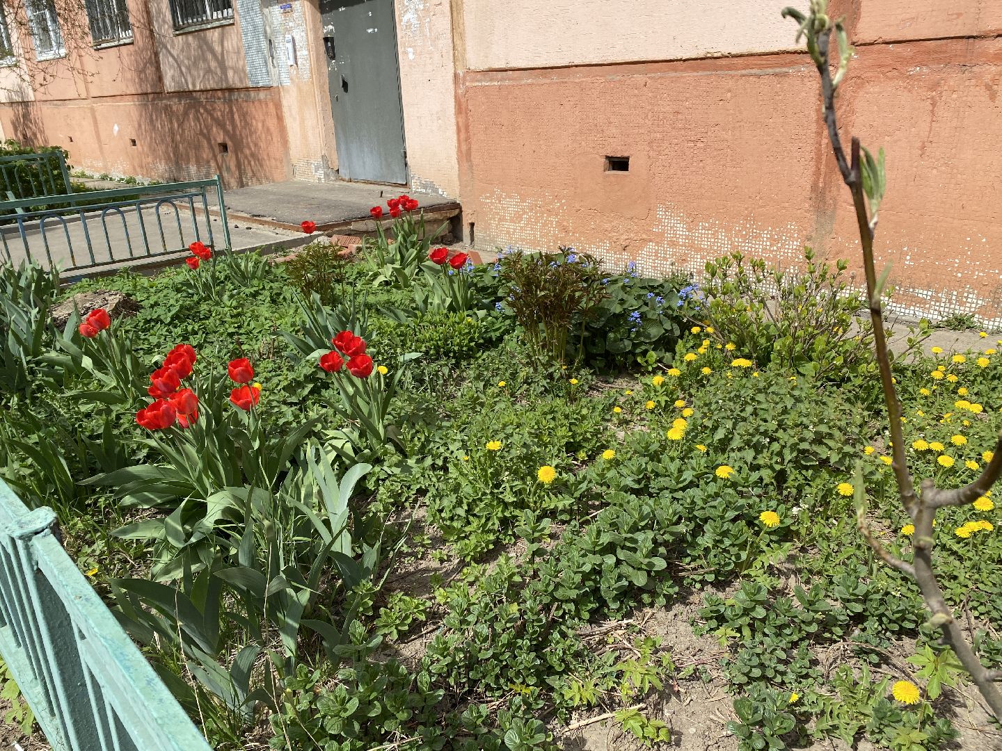 Чехов, благоустройство, жители, цветы, подъезд