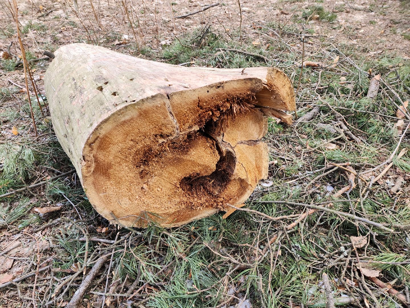 красноармейск, городской округ пушкинский, банный лес, лесопарк, благоустройство,