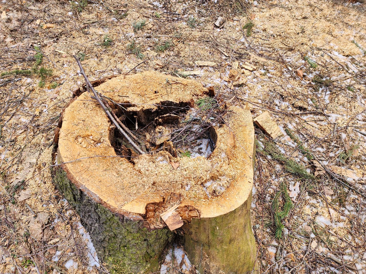 красноармейск, городской округ пушкинский, банный лес, лесопарк, благоустройство,