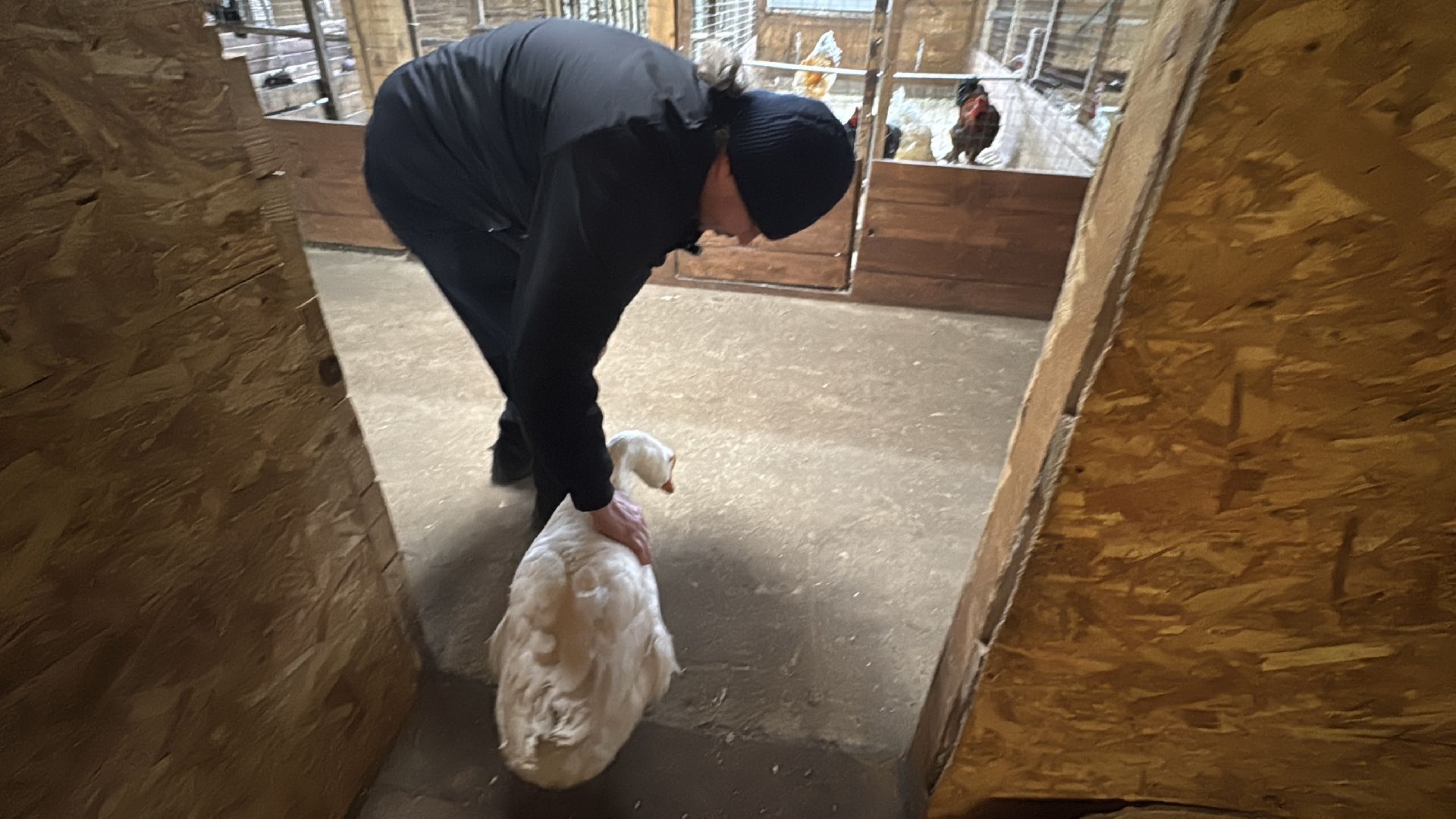 Экзотик ферма, Сурок байбак проснулся, Сурок в Одинцово,