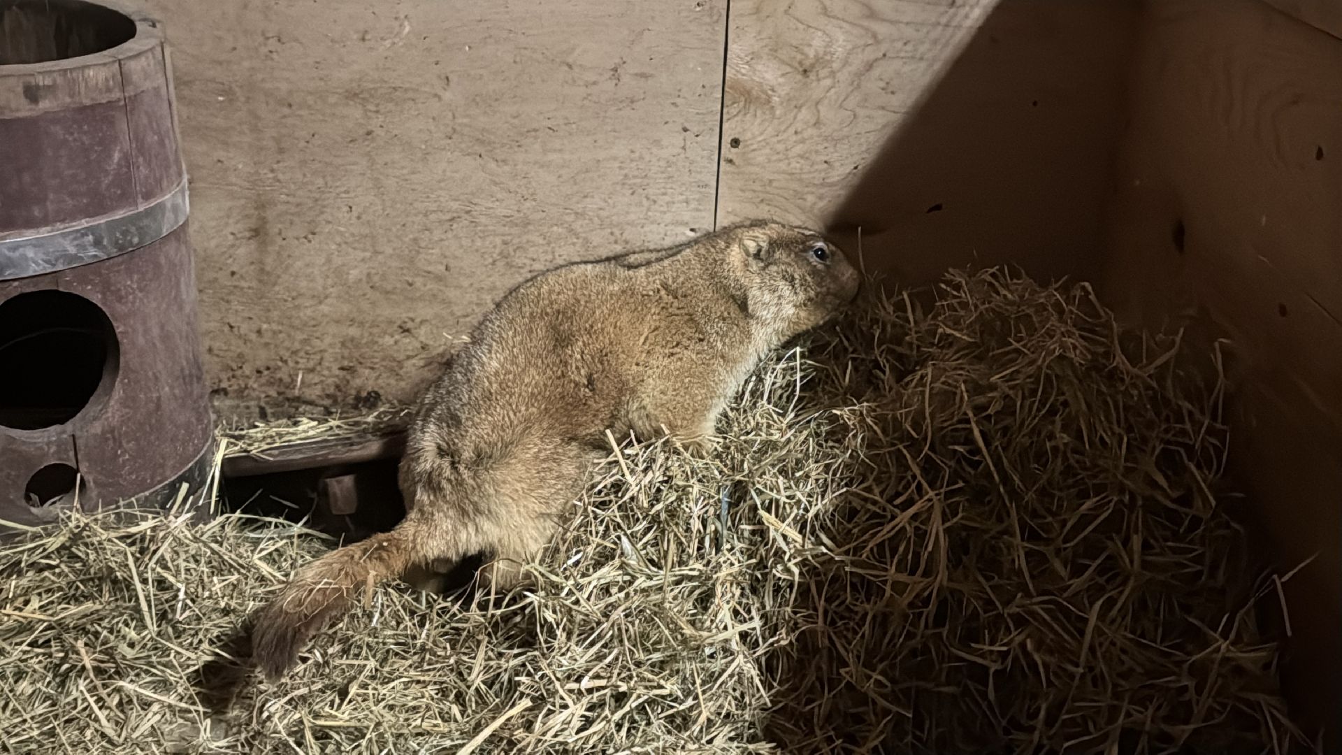Экзотик ферма, Сурок байбак проснулся, Сурок в Одинцово,