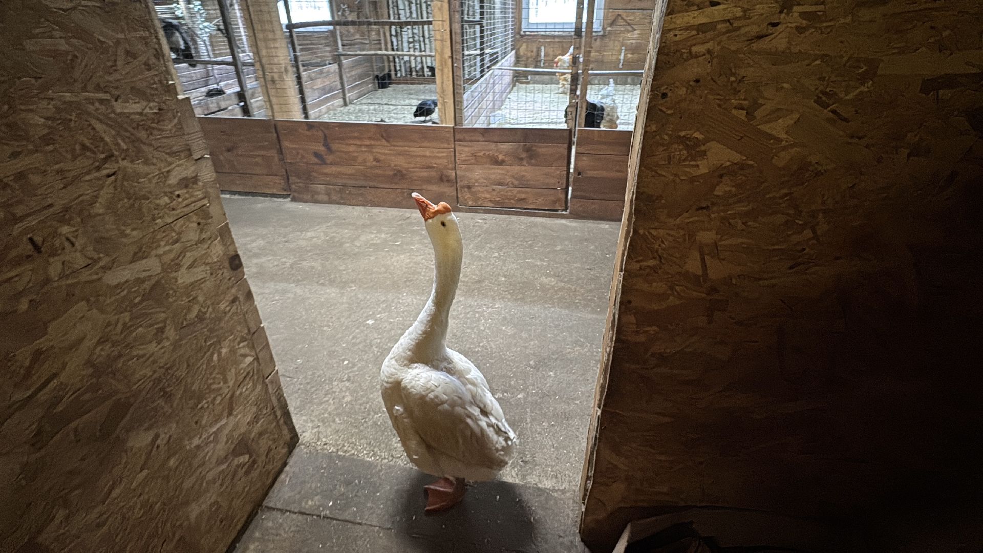 Экзотик ферма, Сурок байбак проснулся, Сурок в Одинцово,