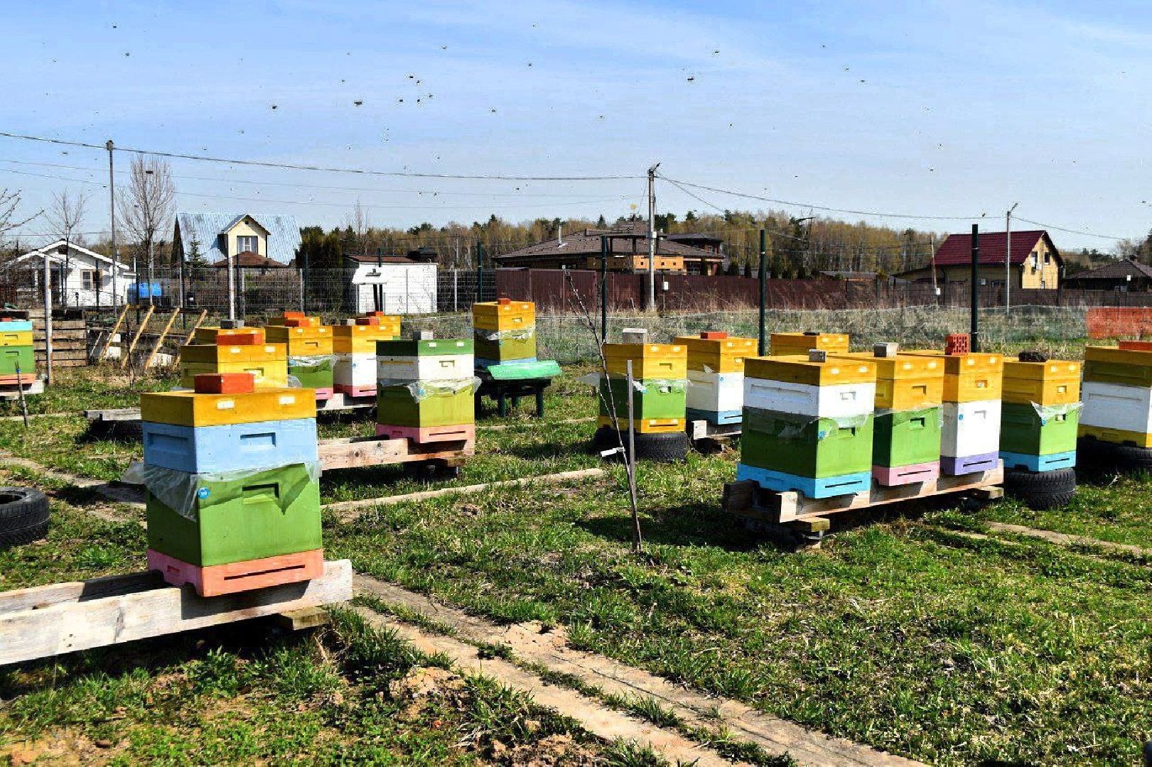 Серпухов, Подмосковье, туризм, пчёлы, мёд, экоферма, экотуризм