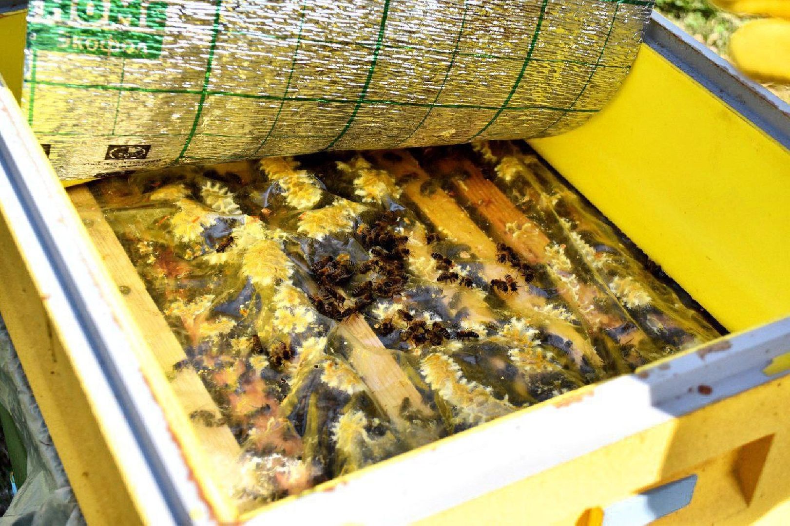 Серпухов, Подмосковье, туризм, пчёлы, мёд, экоферма, экотуризм