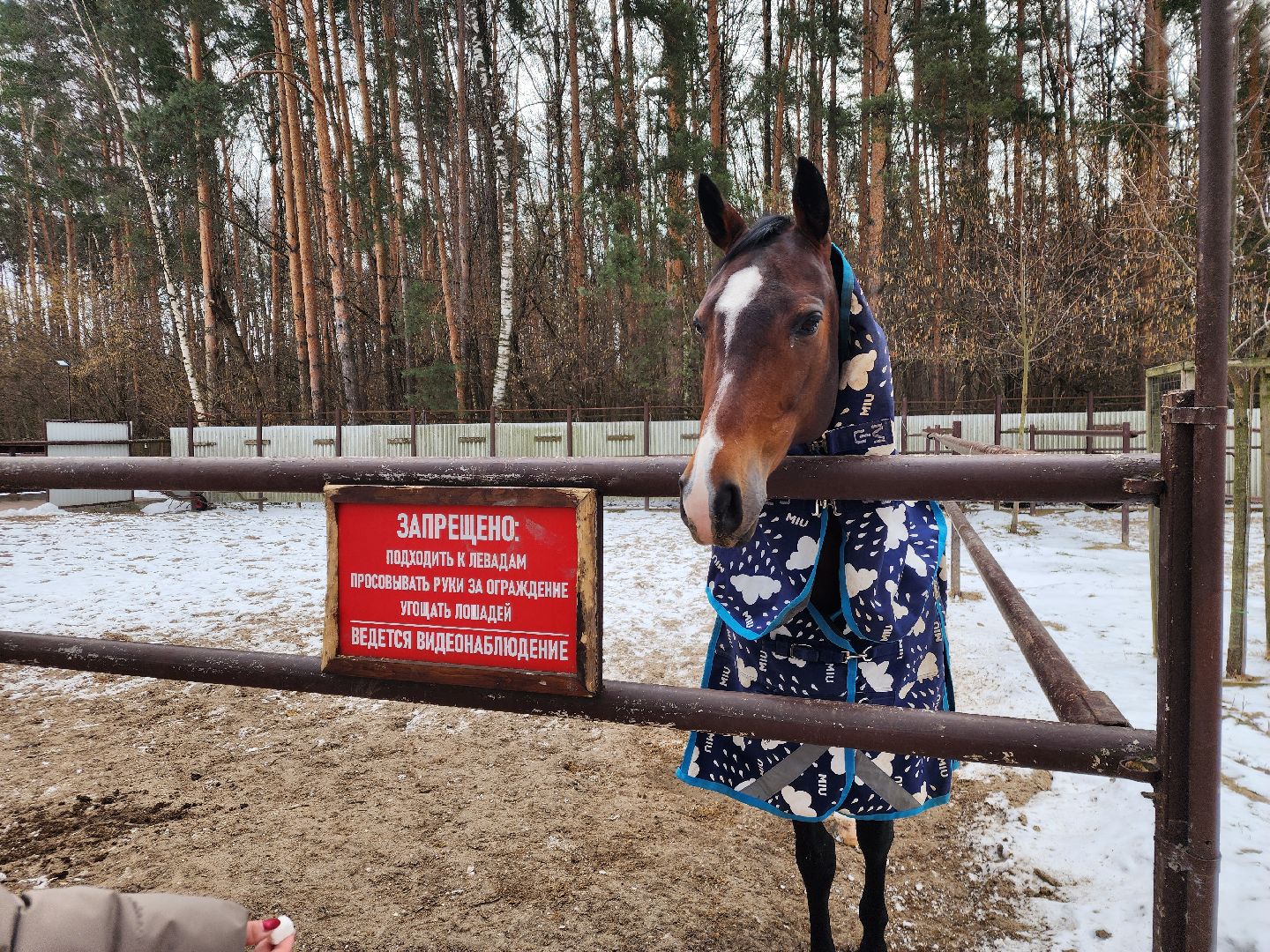 подольск, фаворит, Конноспортивный клуб,