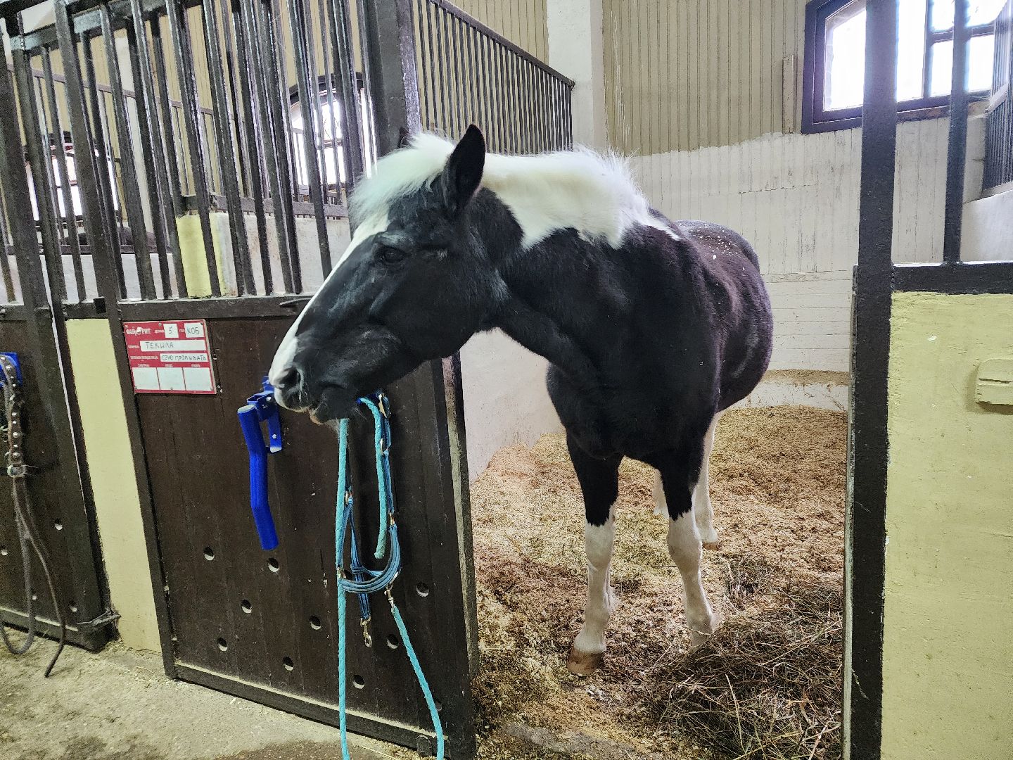 подольск, фаворит, Конноспортивный клуб,