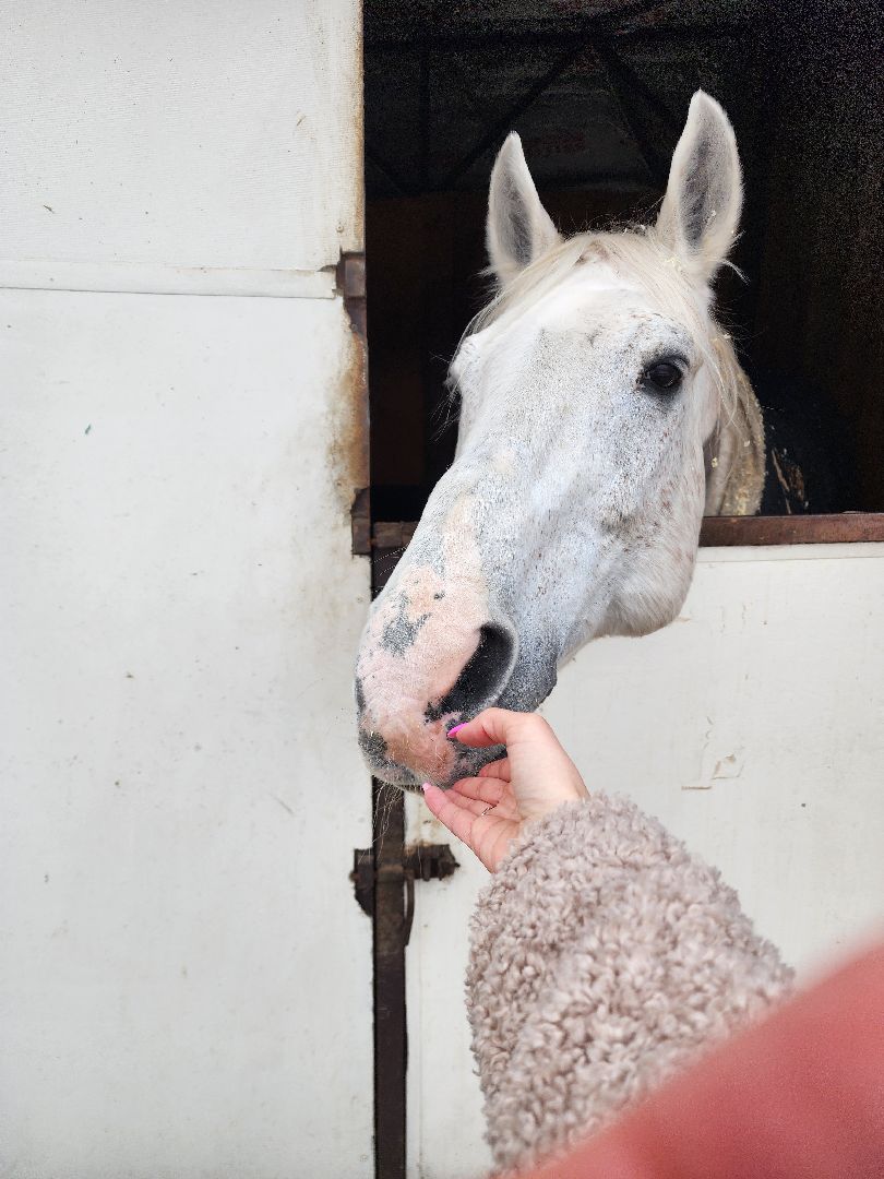 подольск, фаворит, Конноспортивный клуб,