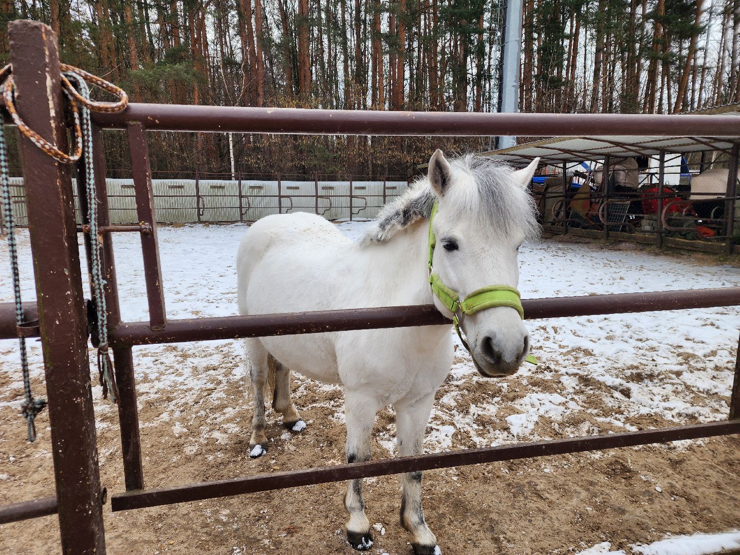 подольск, фаворит, Конноспортивный клуб,