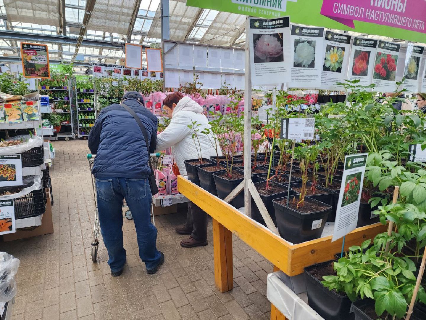 солнечногорск, дачники, сезон посадки, огород, жители,