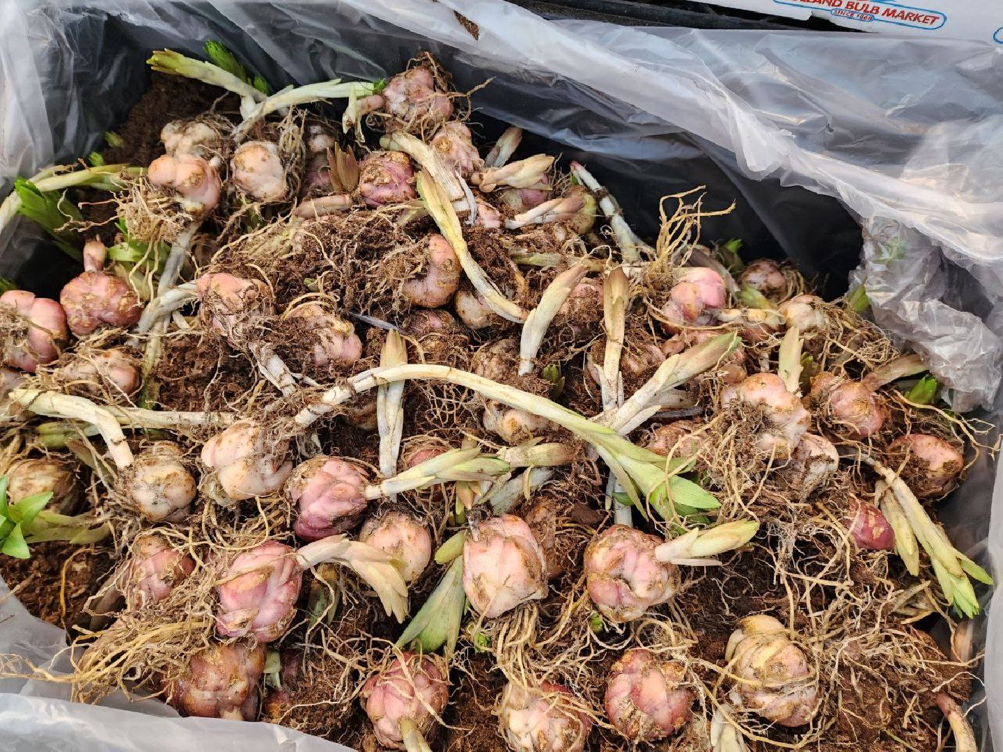 солнечногорск, дачники, сезон посадки, огород, жители,