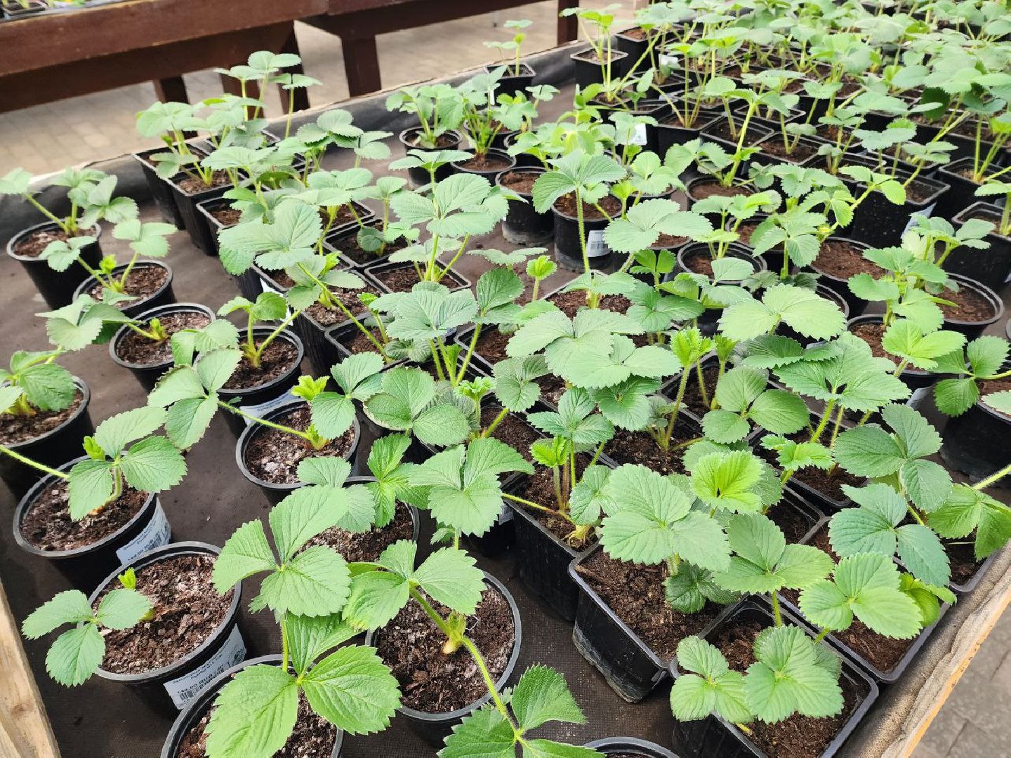 солнечногорск, дачники, сезон посадки, огород, жители,