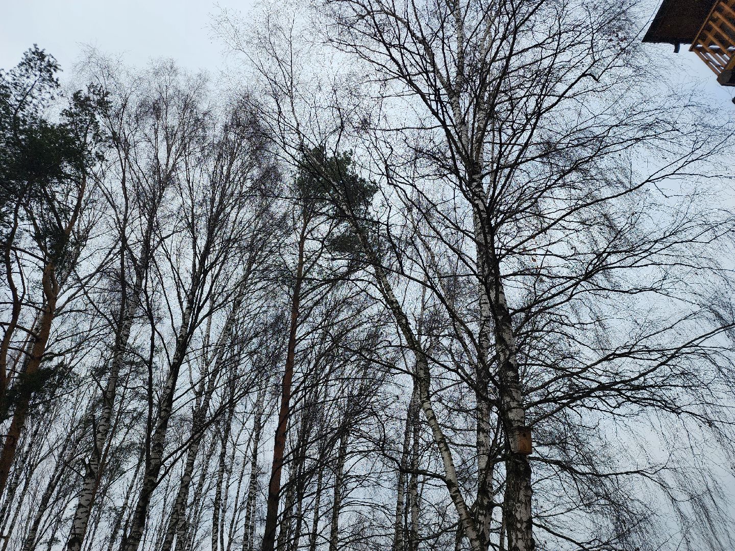 мытищи, лосиный остров,