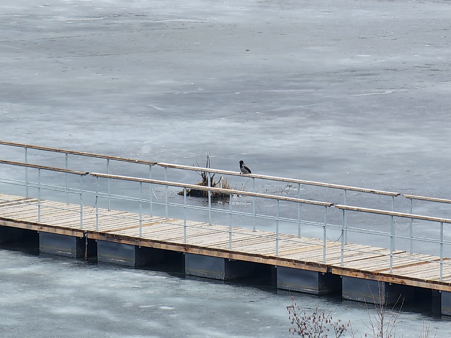 мытищи, лосиный остров,