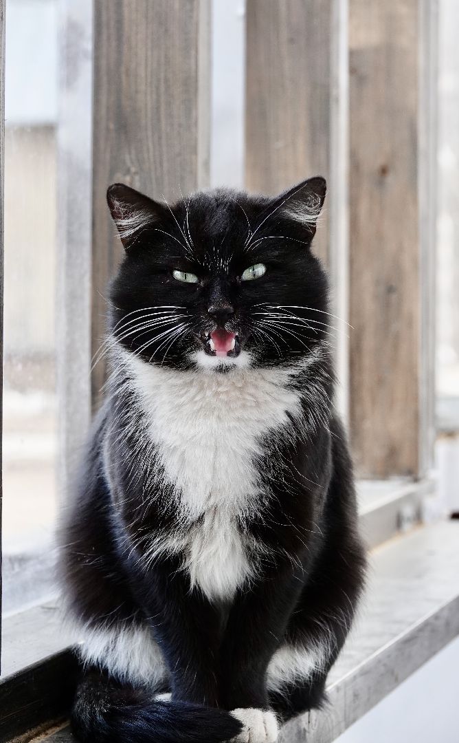 уединение, вера, сергиев посад, сергиево-посадский городской округ, туризм,