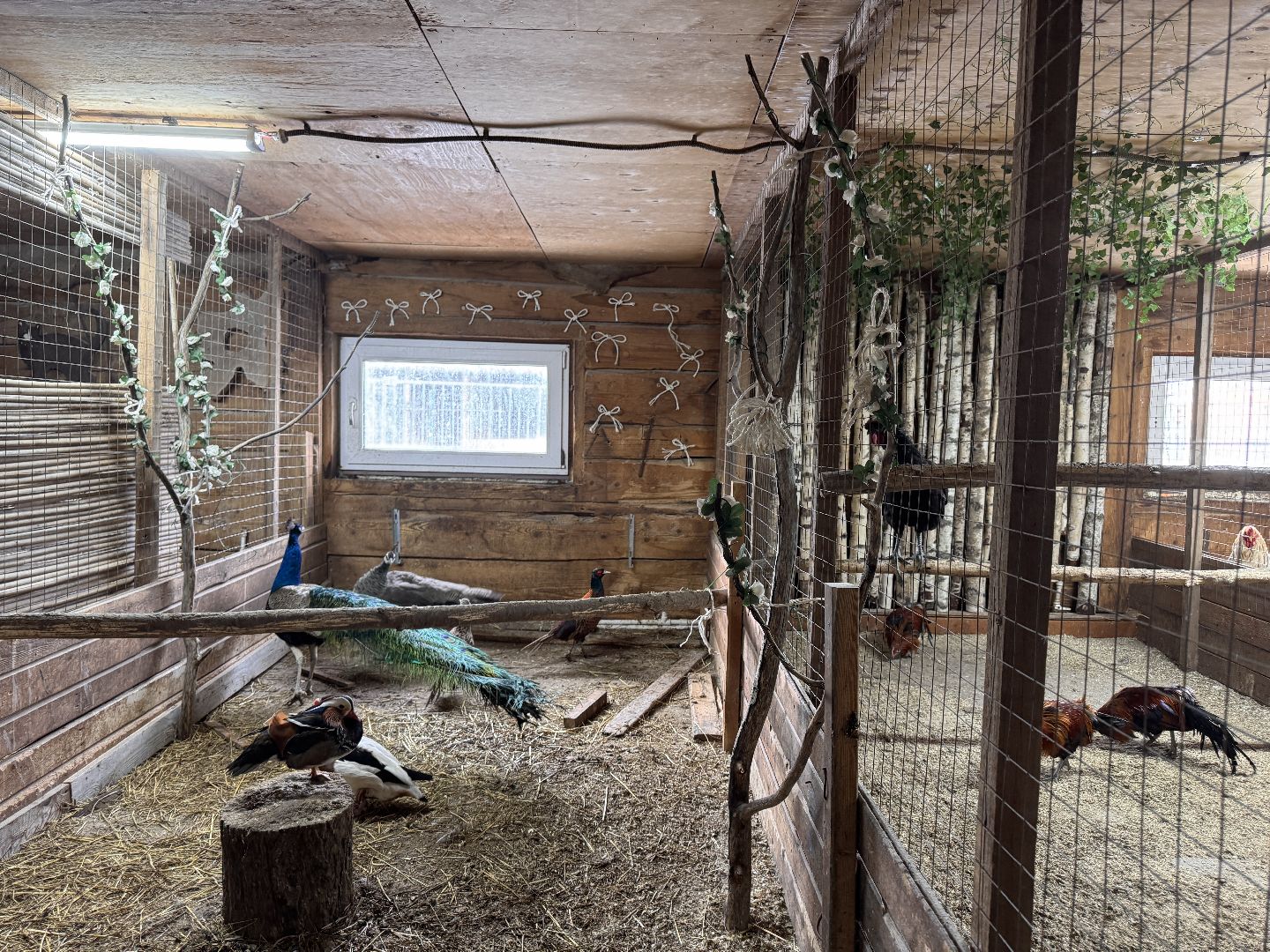 Экзотик ферма, Звездные животные, Одинцово, Экология,