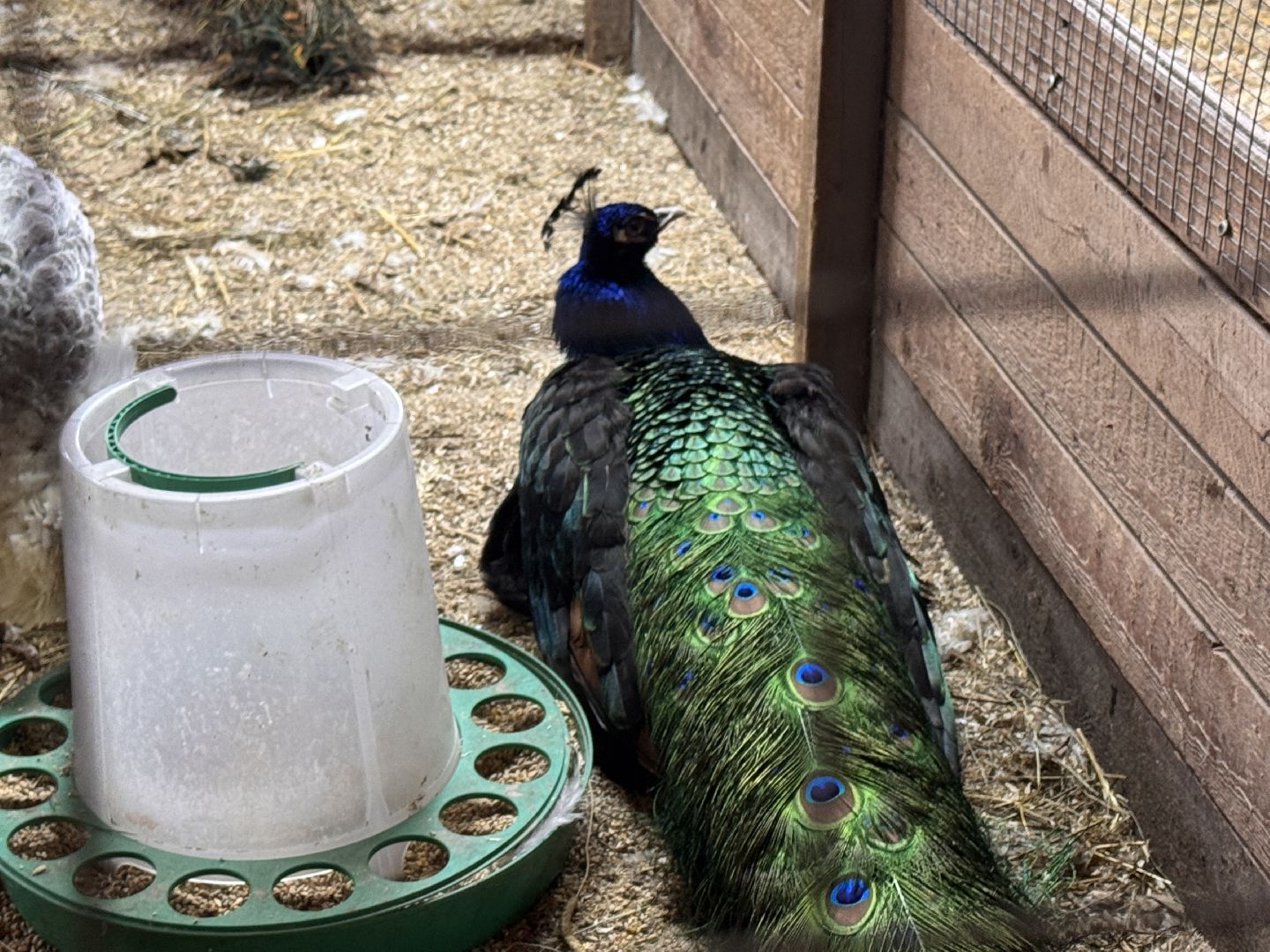 Экзотик ферма, Звездные животные, Одинцово, Экология,