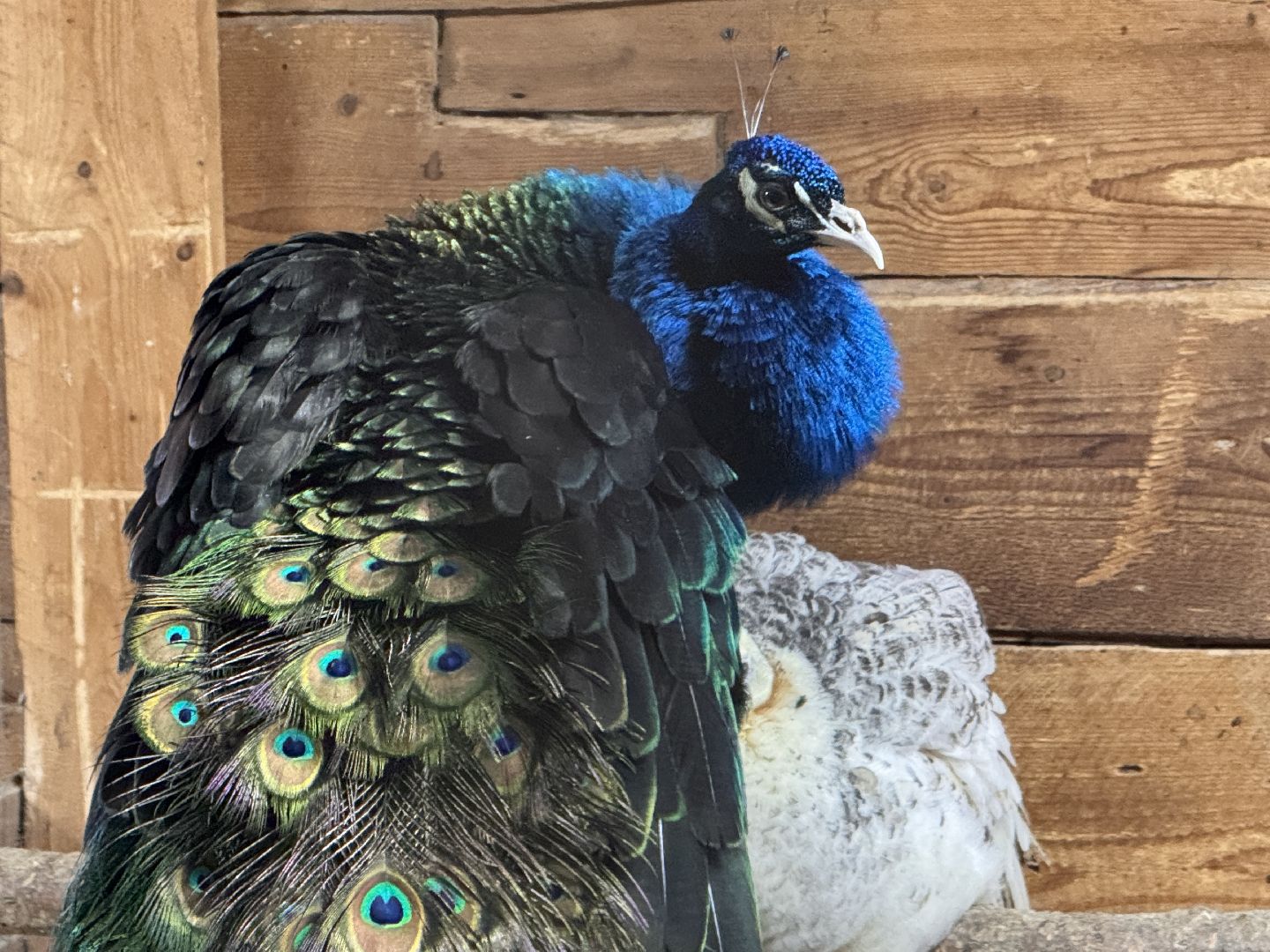 Экзотик ферма, Звездные животные, Одинцово, Экология,