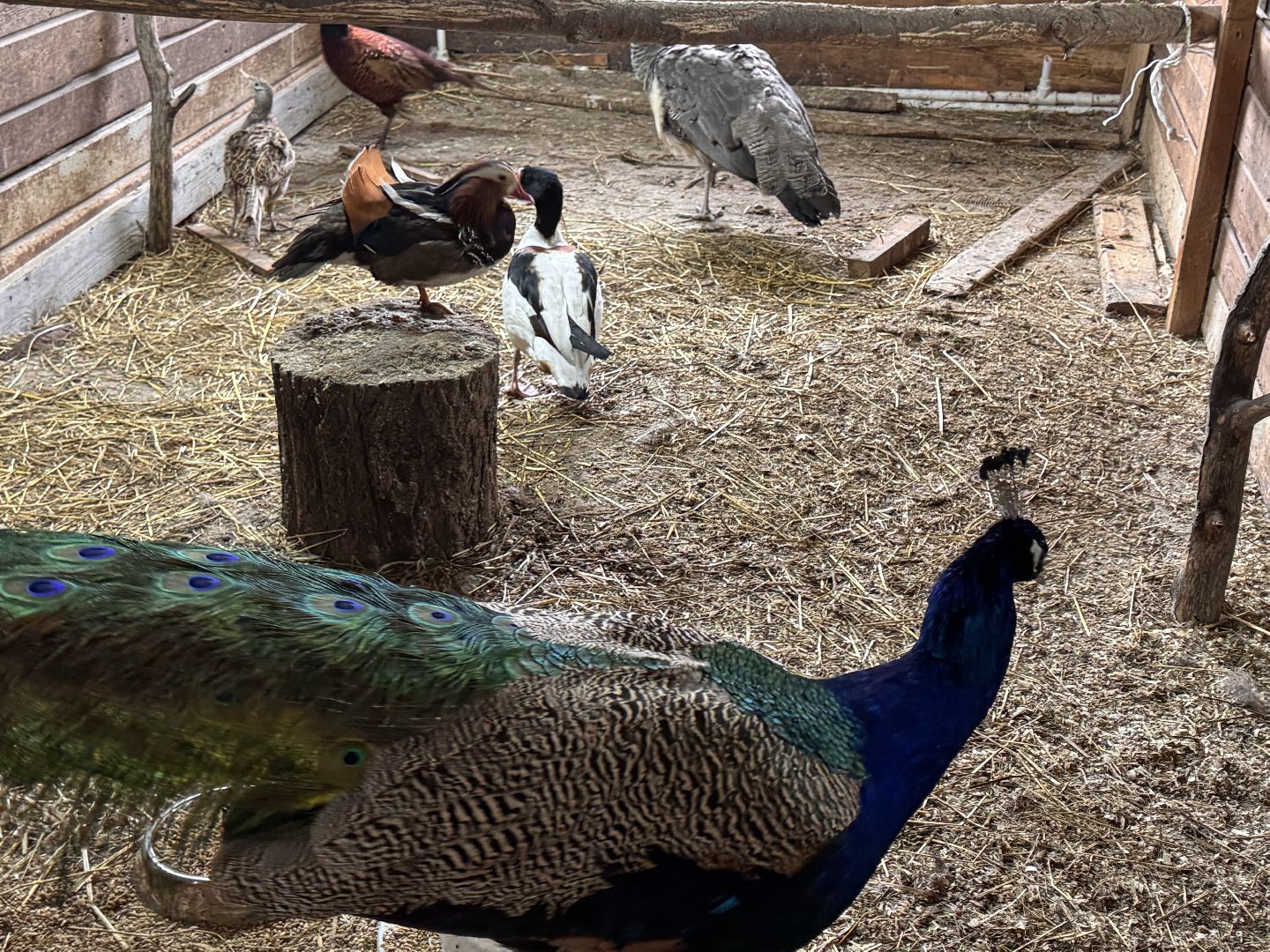 Экзотик ферма, Звездные животные, Одинцово, Экология,