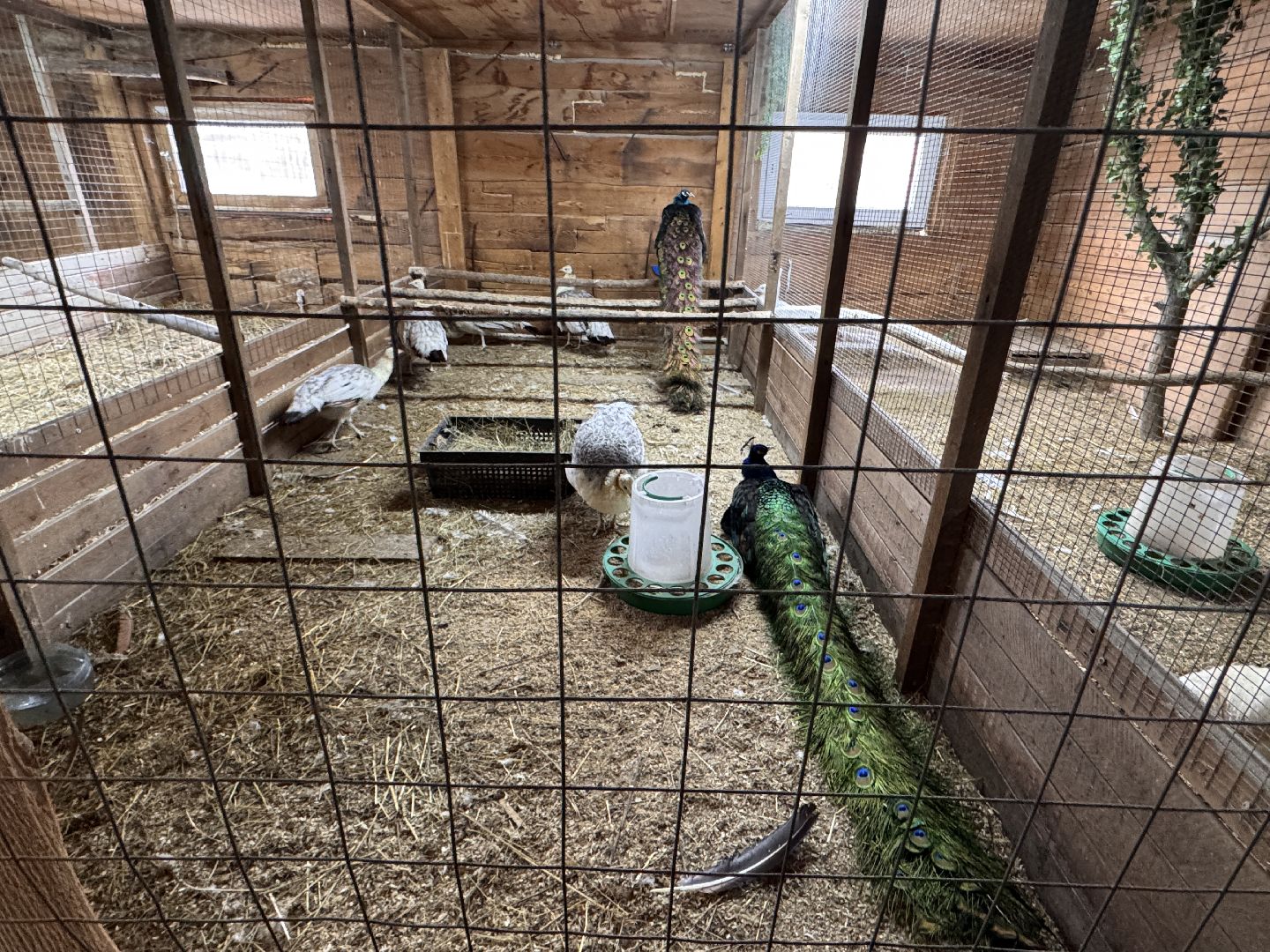 Экзотик ферма, Звездные животные, Одинцово, Экология,