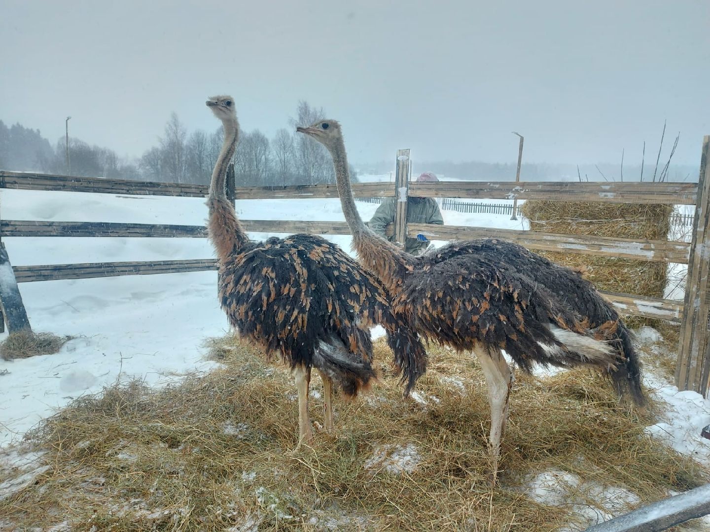 Экзотик ферма, Звездные животные, Одинцово, Экология,