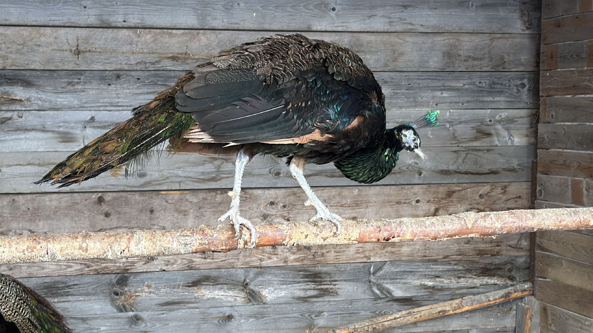 Экзотик ферма, Звездные животные, Одинцово, Экология,