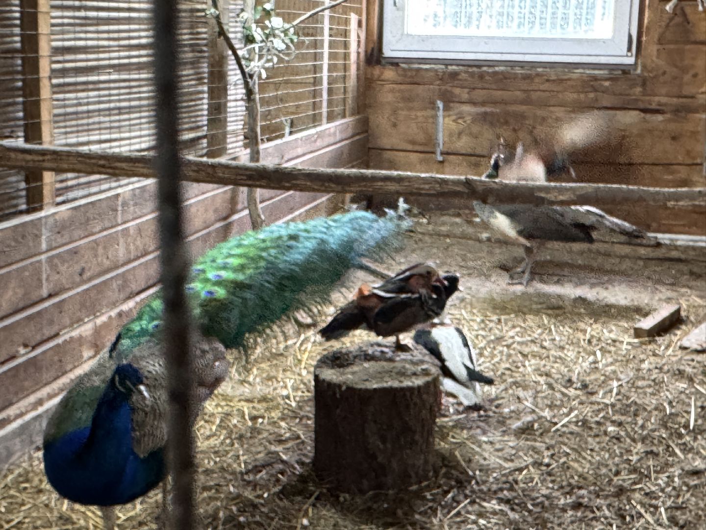 Экзотик ферма, Звездные животные, Одинцово, Экология,