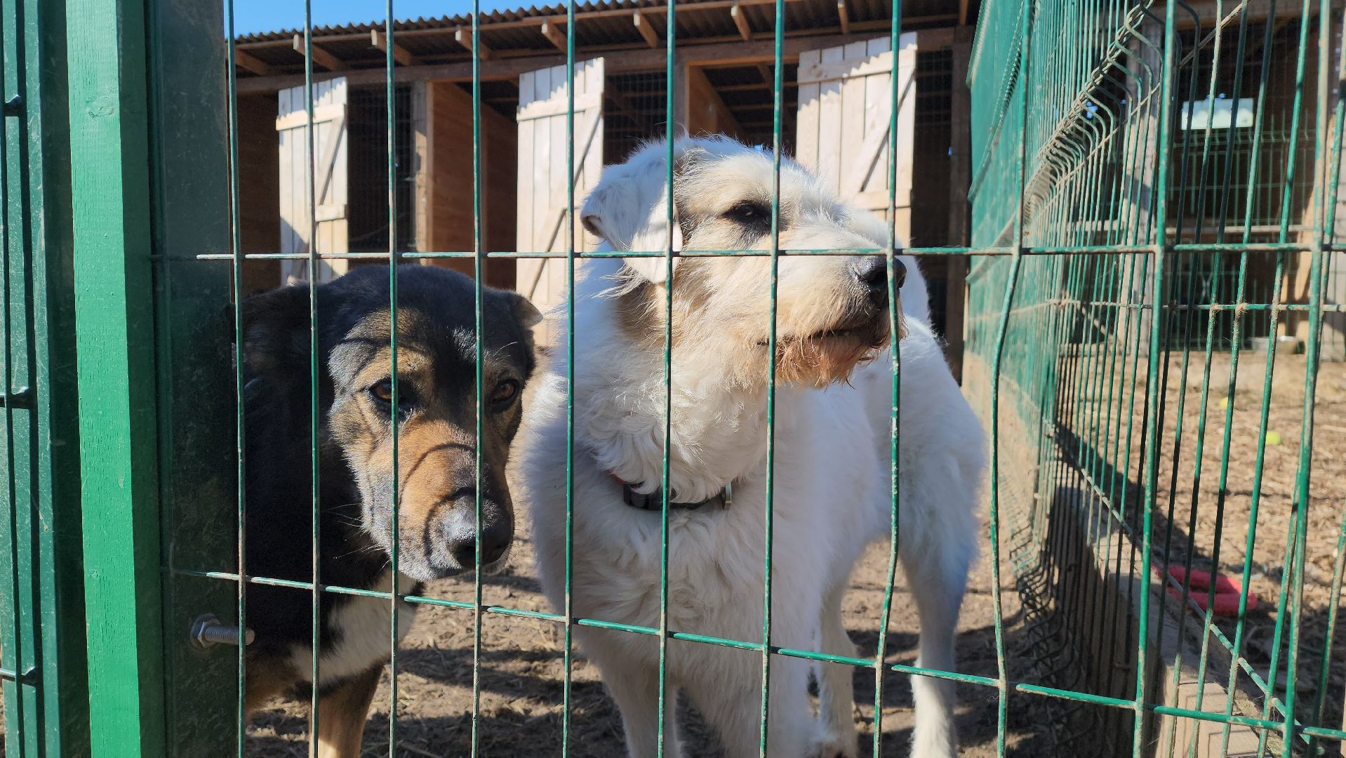 красногорск, приют для животных, лохматый ангел,