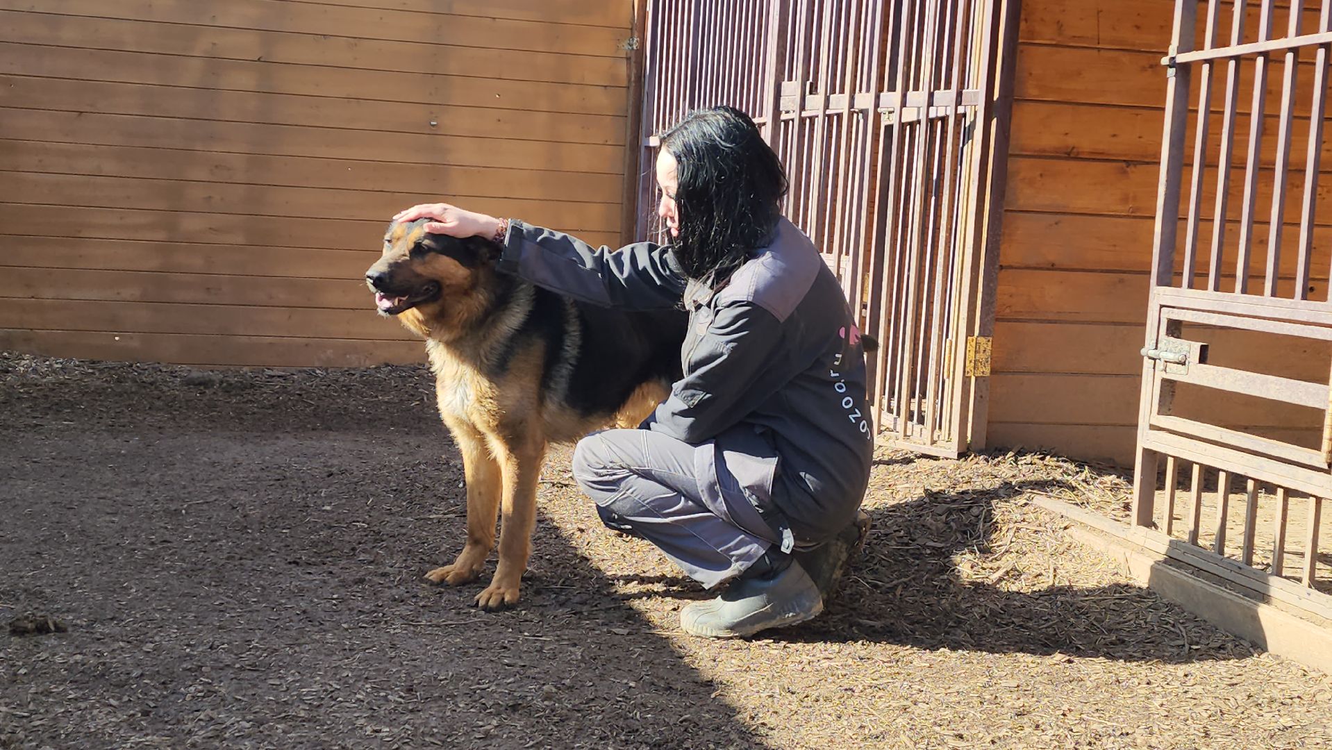 красногорск, приют для животных, лохматый ангел,