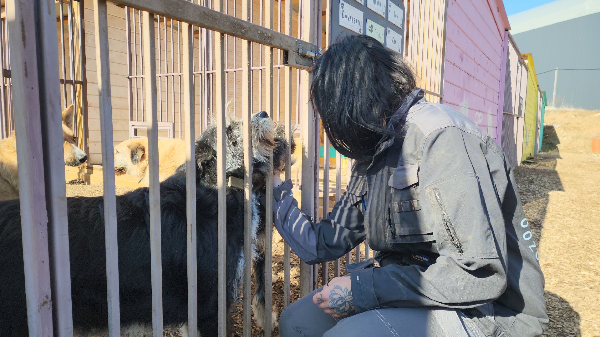 красногорск, приют для животных, лохматый ангел,