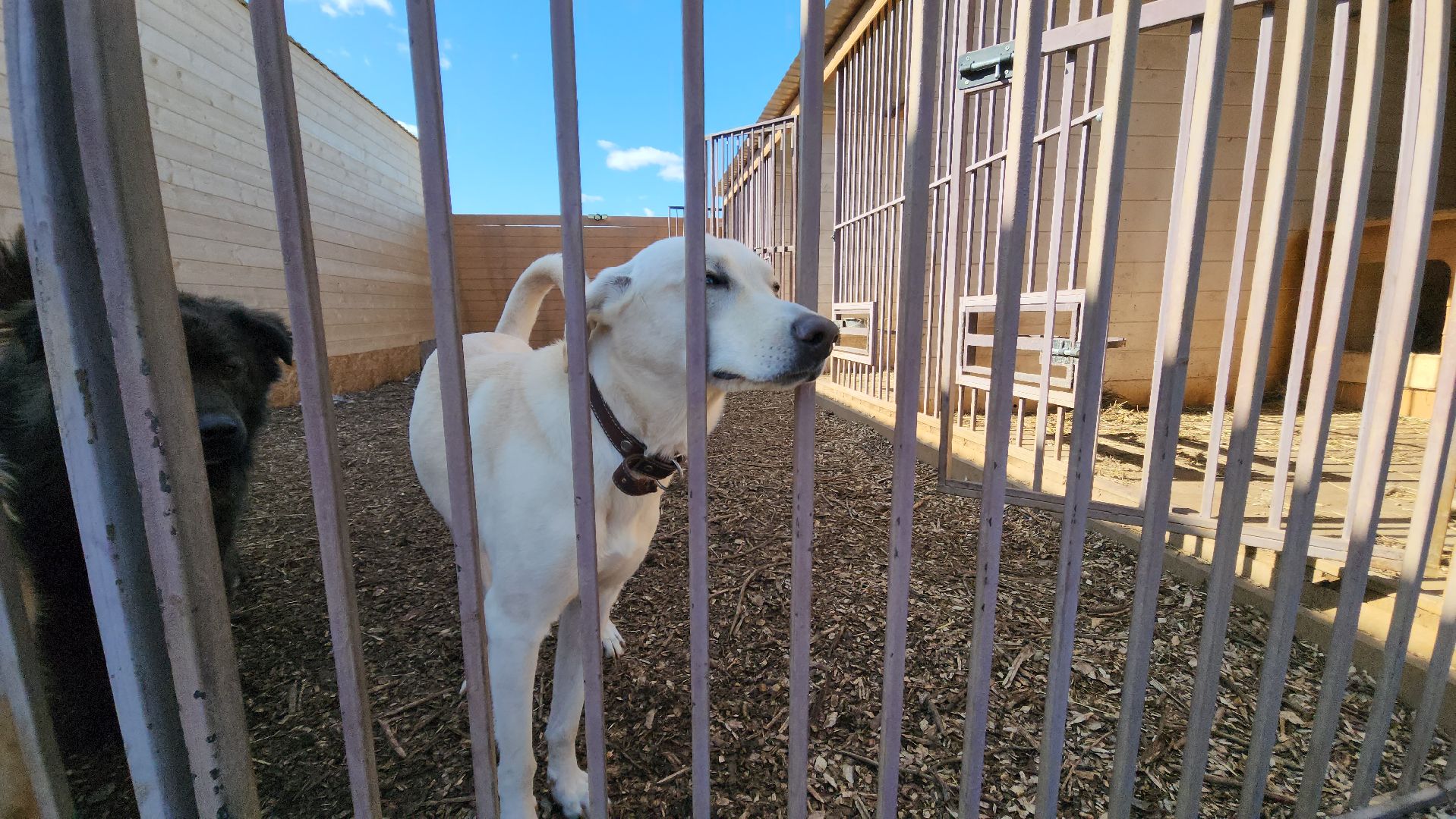 красногорск, приют для животных, лохматый ангел,