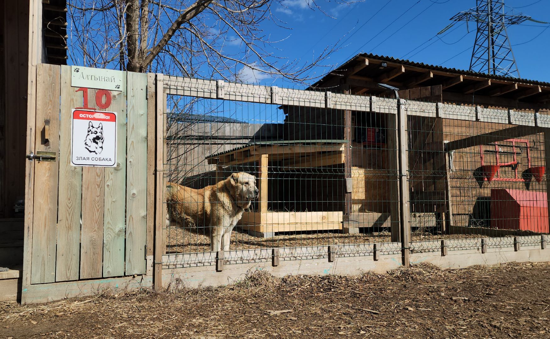 красногорск, приют для животных, лохматый ангел,