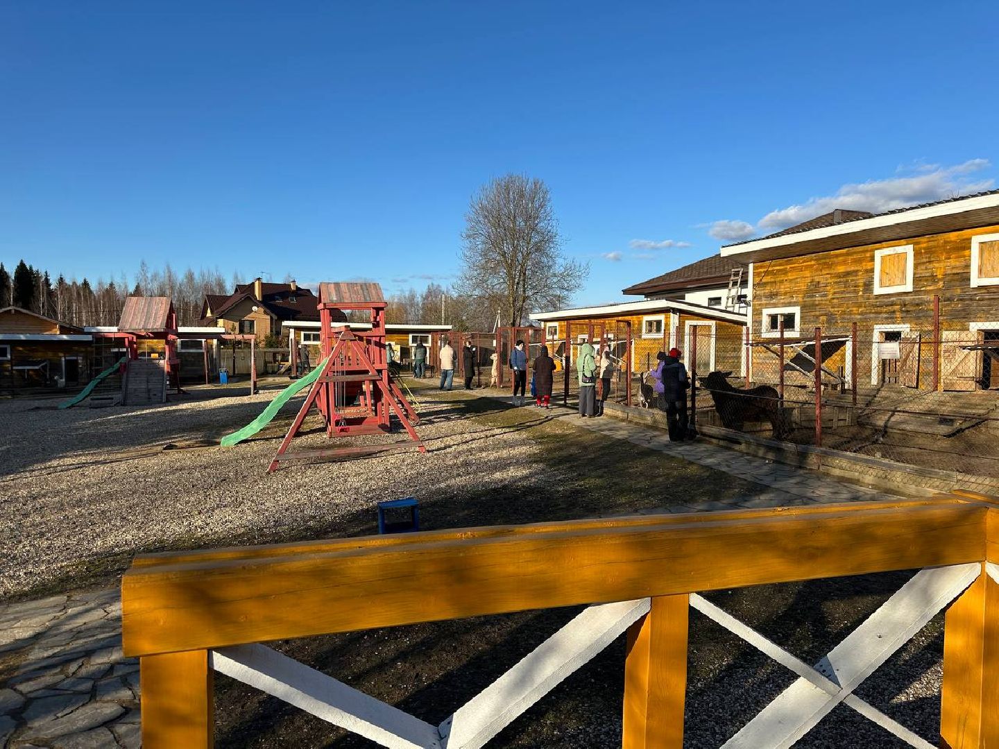 Зоопарк, Истра, Животные,Кенгуру,