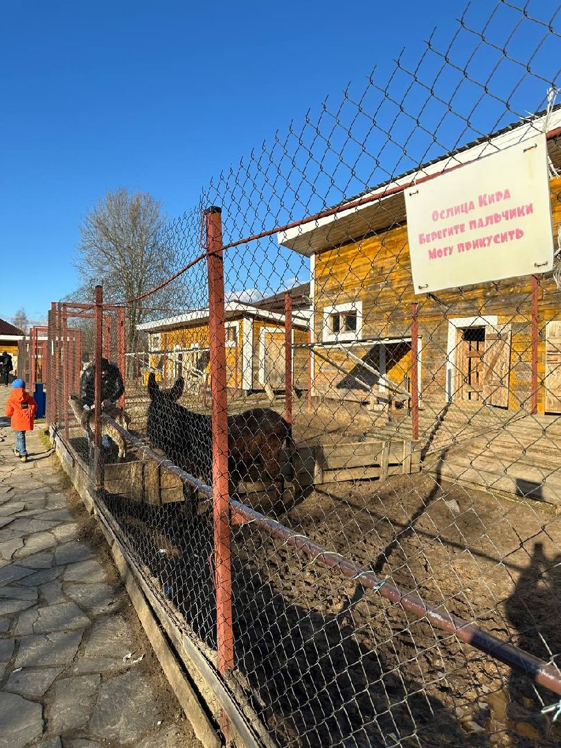 Зоопарк, Истра, Животные,Кенгуру,