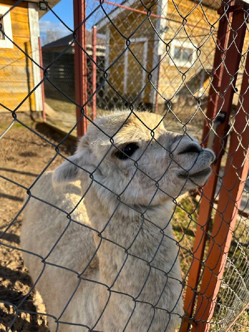 Зоопарк, Истра, Животные,Кенгуру,