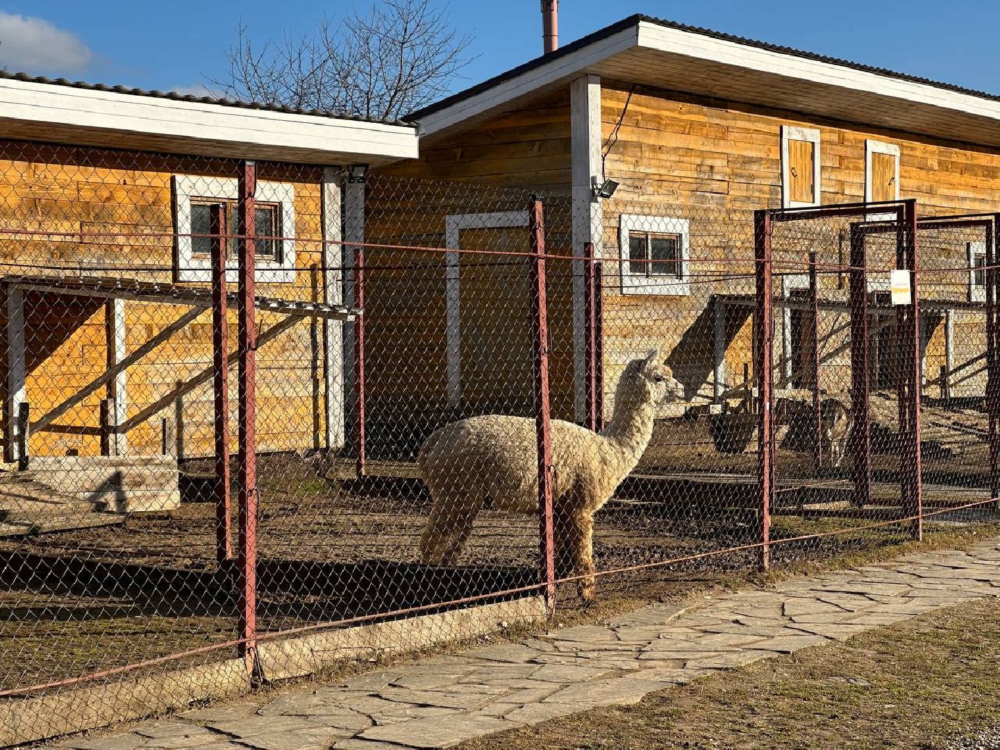 Зоопарк, Истра, Животные,Кенгуру,