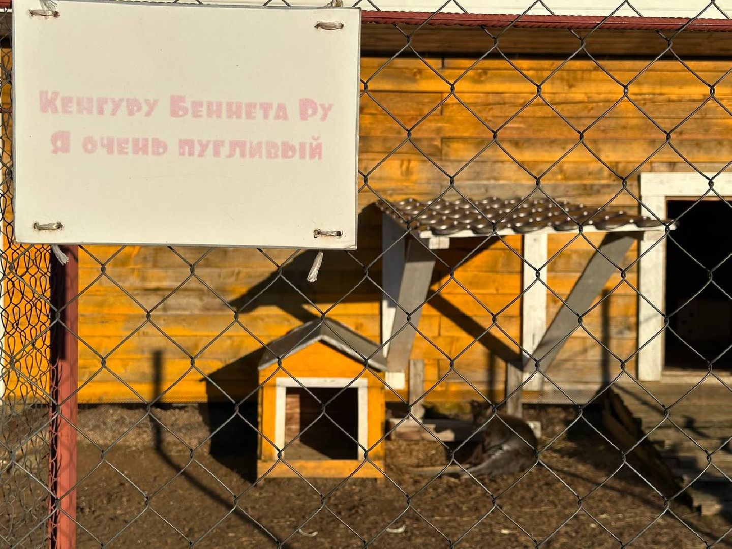 Зоопарк, Истра, Животные,Кенгуру,