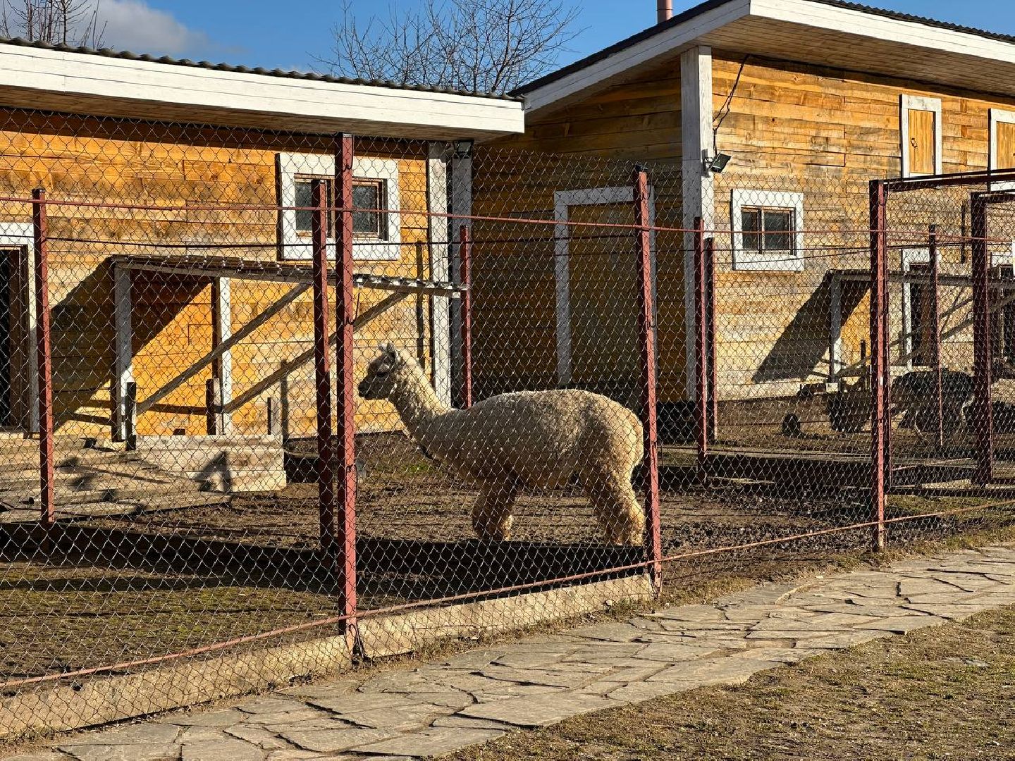 Зоопарк, Истра, Животные,Кенгуру,