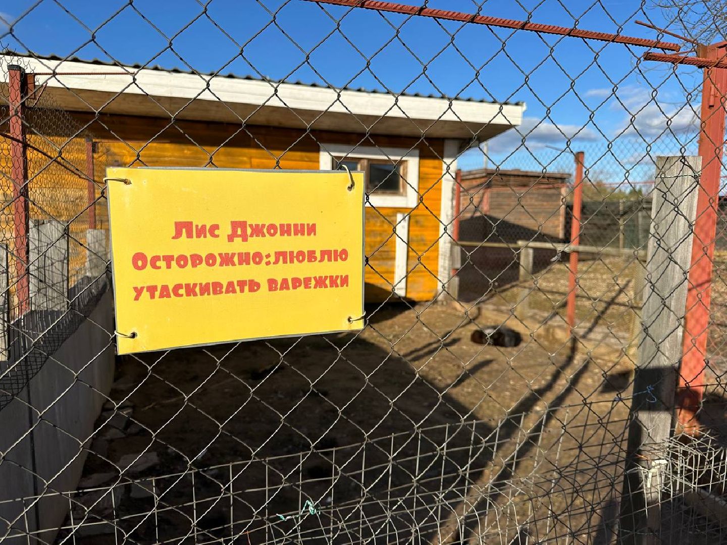 Зоопарк, Истра, Животные,Кенгуру,